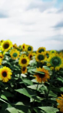 Bright sunflowers fill the field with golden blooms under a cloudy sky. Green leaves surround the flowers, creating a natural setting. The scene is vibrant and lively.