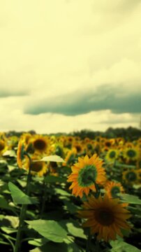 A field filled with tall sunflowers stretches across the landscape. Clouds hang above, hinting at a change in weather. The scene shows the beauty of nature in a rural area.
