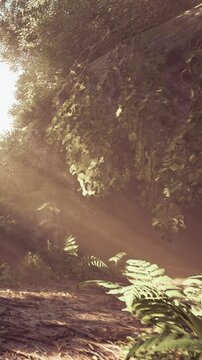 Sunlight streams through the trees in a forest. Ferns grow along a path that leads into the lush greenery. The scene captures the morning light and the natural surroundings.