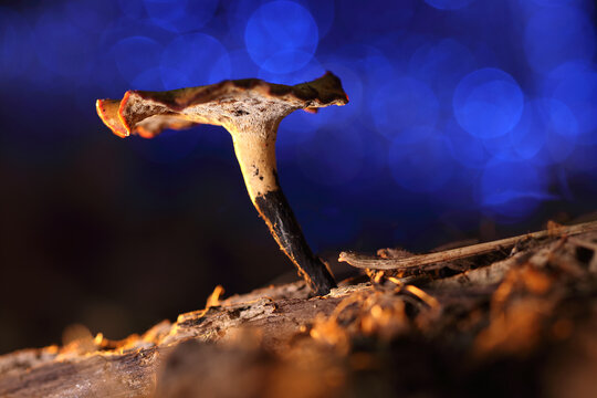 A dried mushroom on a stick