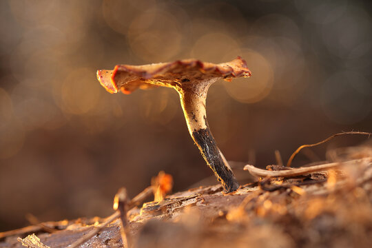 A dried mushroom on a stick