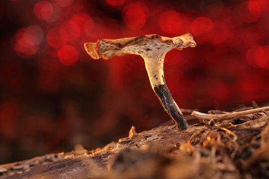 A dried mushroom on a stick