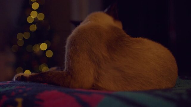 Relaxed Siamese Cat Sitting Near a Christmas Tree With Warm Golden Bokeh Lights, Cozy Holiday Interior, Peaceful Home Comfort and Winter Celebration
