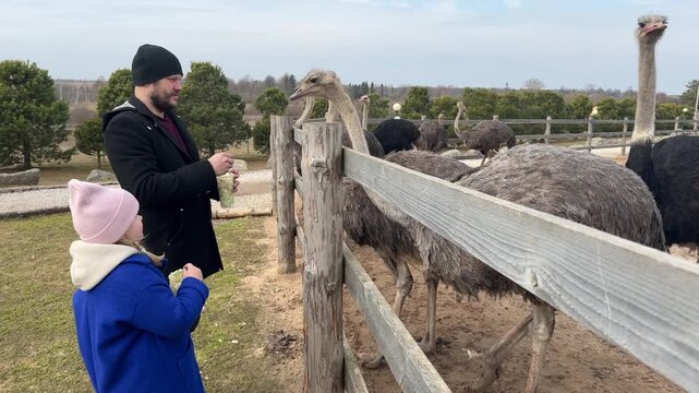 Family weekend trip to a countryside eco park featuring giant African ostriches behind wooden fences.
