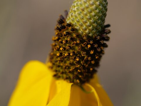 Extreme Close-up of Mexican Hat (Ratibida columnifera) Flower Reproductive Structures, Boulder, Colorado