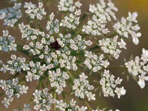 Close-up of Queen Anne's Lace (Daucus carota) Flower Center with Purple Central Floret, Boulder, Colorado