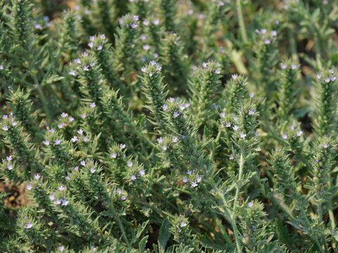 Bigbract Verbena (Verbena bracteata) Wildflowers on Marshall Mesa Trail, Boulder, Colorado