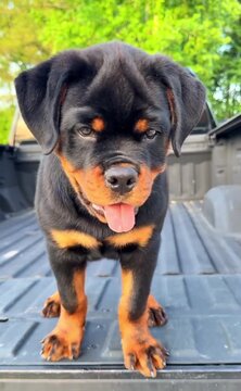 Adorable rottweiler puppy standing inside truck bed showing energetic motion in this high quality video clip