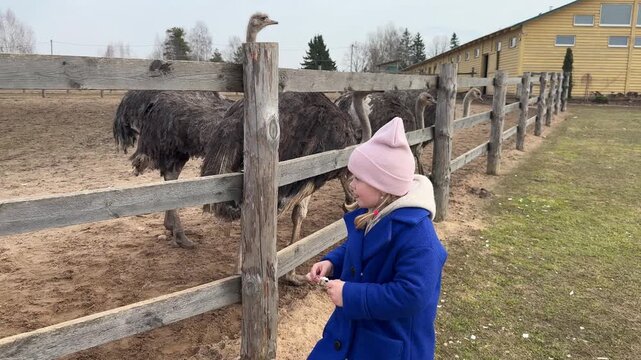 Close-up portrait of a happy girl smiling and looking at ostriches at a countryside nature park.