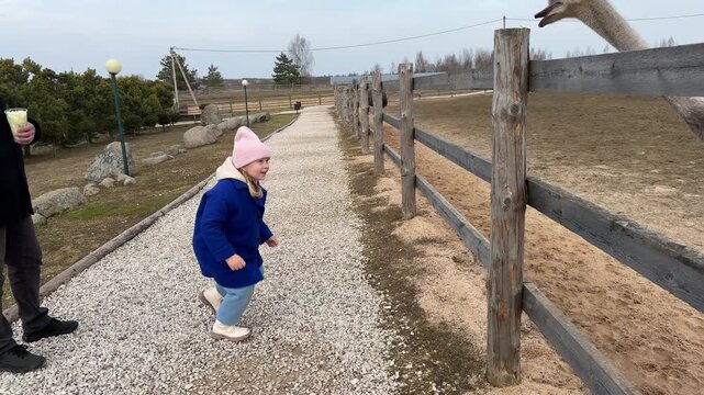 Little girl hand feeding a huge ostrich with green cabbage leaves from a plastic cup.
