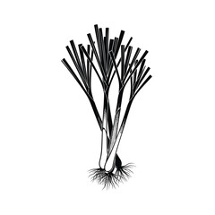 Black and white seaweed illustration. © yeni