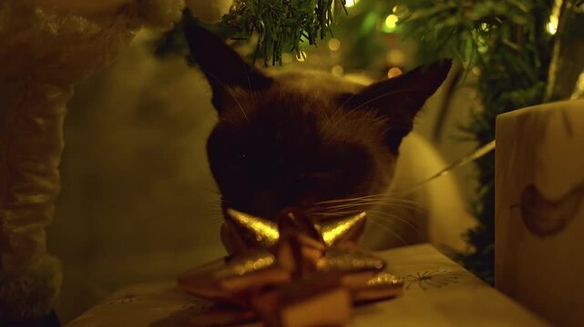 Playful Siamese Cat Sniffing a Gift Bow Beneath a Decorated Christmas Tree Surrounded by Wrapped Presents and Warm Lights, Holiday Curiosity and Cozy Home
