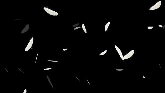 Slow motion of white fluffy feathers falling and flying, Beautiful white feathers explode in the air and then slowly falling down,
Flying Feather On Black Background. Seamless Looping.