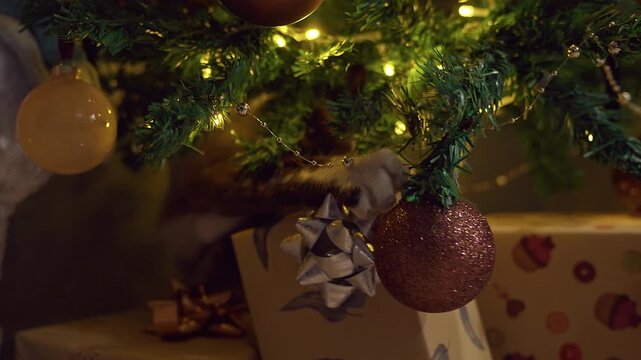 Playful Siamese Cat Chewing Christmas Tree Branches Among Glowing Holiday Lights and Wrapped Gifts, Curious Pet Behavior, Cozy Winter Home and Festive Fun