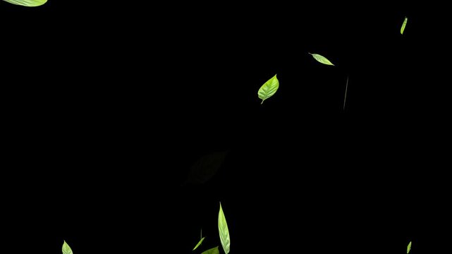 Flying Green leaves over black background. Element Overlay, Marijuana leaf on white background,
fresh green leaves falling on white background, 4k loopable overlay.
