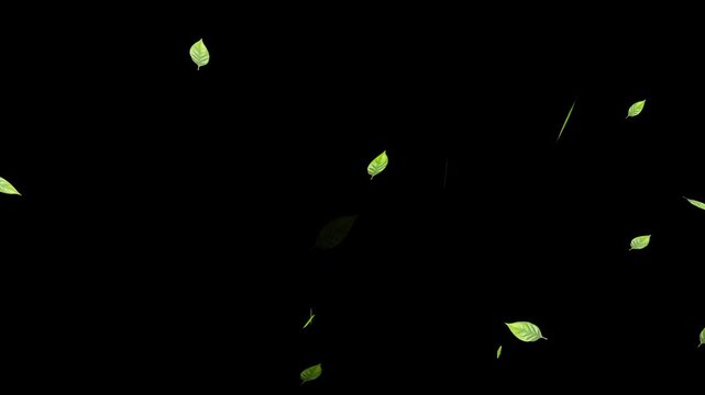 Flying Green leaves over black background. Element Overlay, Marijuana leaf on white background,
fresh green leaves falling on white background, 4k loopable overlay.