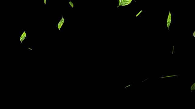 Leaves falling animation on green screen 4k. leaf falling. Green leaves are flying in slow motion. transparent alpha mask 
Green natural tea leaves with alpha channel, 3d rendering.