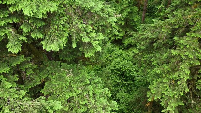 A lush, picturesque forest thrives in Oregon where large trees and rainfall are plentiful. The scenic Pacific Northwest is known for it vast expanses of forest, mountains, and rivers.