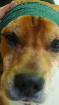 Puppy Series - A Cute Dogs Head is bandaged for a wound - Vertical