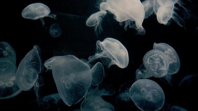 4K Video of moon jellyfish swimming gracefully against a black background.