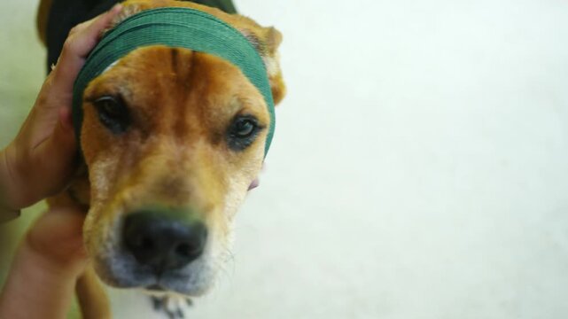  Puppy Series - A Cute Dogs Head is bandaged for a wound