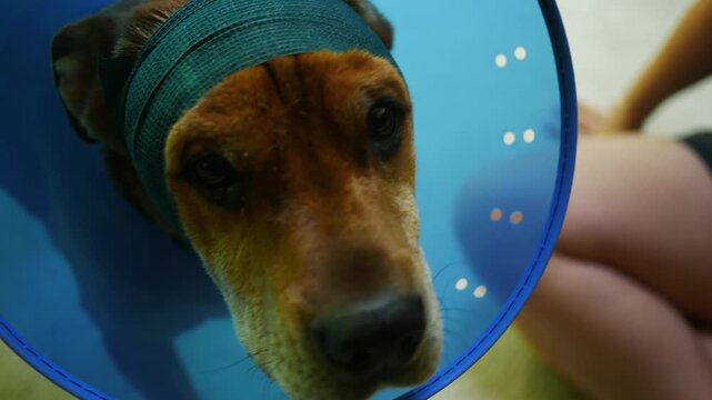 Puppy Series - A Dog wears protective cone for wound 2