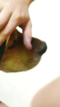  Puppy Series - Woman Attempts to Wrap Dogs Head for Wound Dressing - Vertical