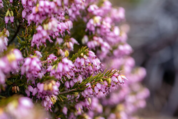 Obraz premium Early bloom of winter heath, tiny pink flowers.