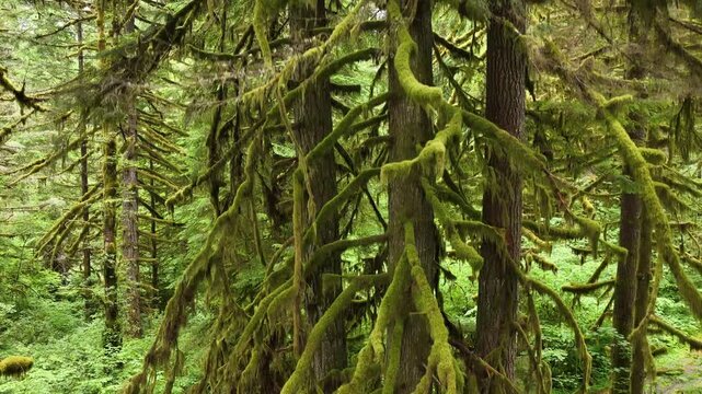 A lush, picturesque forest thrives in Oregon where large trees and rainfall are plentiful. The scenic Pacific Northwest is known for it vast expanses of forest, mountains, and rivers.