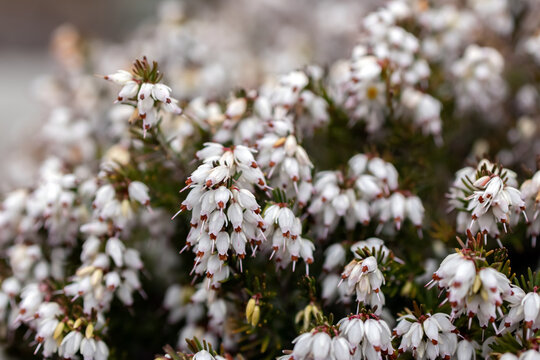 Bright white bloom of Erica carnea (winter heath, also called spring heath or alpine heath), bell-shaped tiny flowers in the branches with needle-like leaves. Decorative shrub in early spring in the p