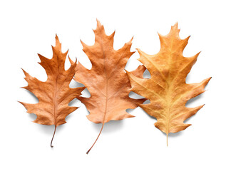 Fototapeta premium Beautiful autumn oak leaves isolated on white background