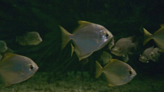 4K tropical fish in aquarium