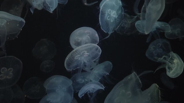 4K Video of moon jellyfish swimming gracefully against a black background.