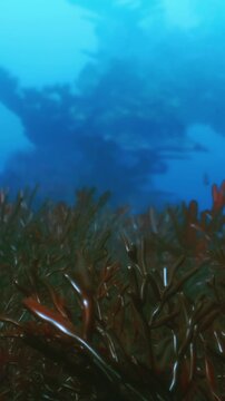 Bright blue water shows a bed of sea grass swaying gently. A structure is seen far in the background. Small fish swim around the grass while light filters through the surface.