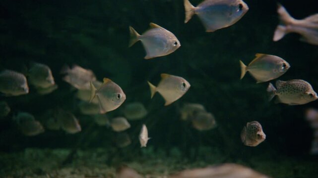 4K tropical fish in aquarium