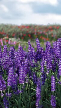 Lavender flowers stand tall in a field filled with vibrant colors. The sun shines down on the blossoms, highlighting the beauty of nature in this rural area.