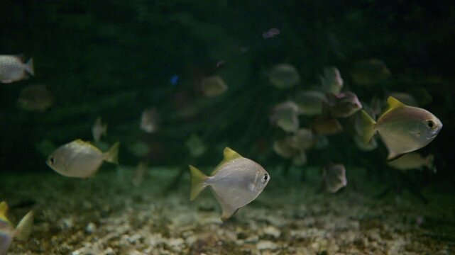 4K tropical fish in aquarium