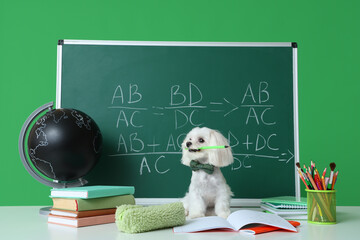 Obraz premium Cute Maltese dog, green chalkboard with formulas, globe and different school stationery on green background