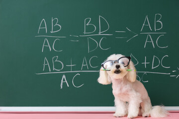 Obraz premium Cute Maltese dog in eyeglasses with pencil near green chalkboard with math formulas