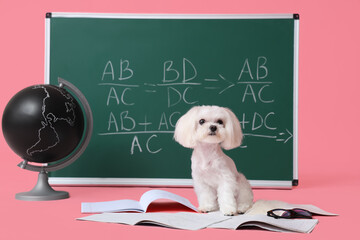Obraz premium Cute Maltese dog, globe, notebooks and green chalkboard with math formulas on pink background