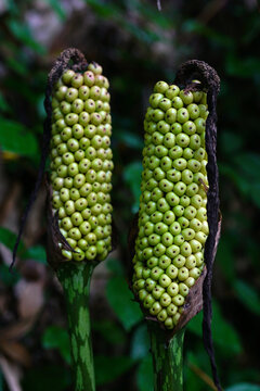 Clusters of densely packed konjac fruits