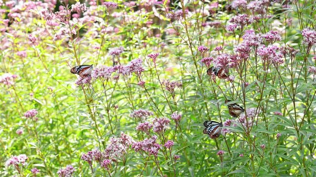 フジバカマの花畑を埋め尽くすように集まったアサギマダラの群生映像
(大分県竹田市)くじゅう花公園
Footage of a swarm of Chestnut Tiger butterflies filling a field of Japanese thoroughwort flowers