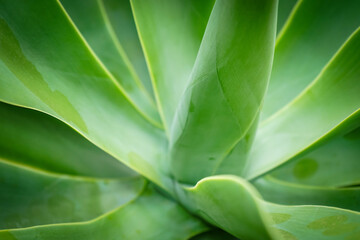 Naklejka premium Agave Closeup