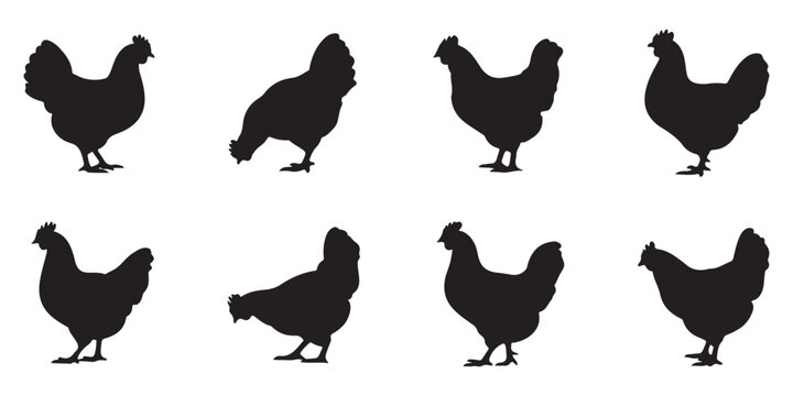 Collection of chicken silhouettes in different poses isolated on white background for creative design graphic projects.