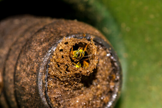 Close-up macro shot of a native Brazilian Jata&iacute; stingless bee (Tetragonisca angustula) guarding the wax tube entrance of its hive.