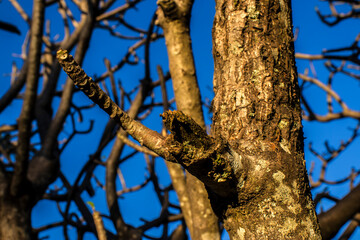 Obraz premium Bare frangipani branches stretching against clear blue sky in Brazil. Low-angle background shot of leafless Plumeria branches creating a natural geometric abstract pattern texture 