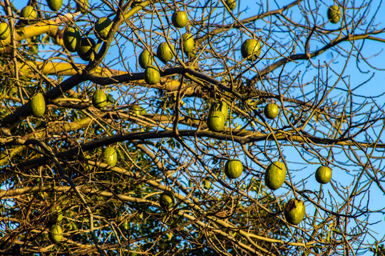 A close-up of developing green seed pods on the branches of a white floss-silk tree (Ceiba insignis), a species native to the Brazilian flora belonging to the Malvaceae family. 