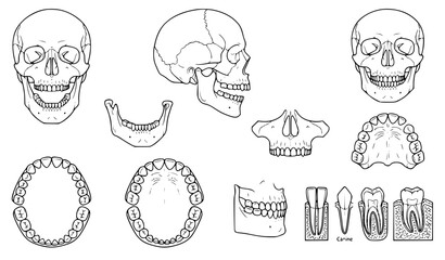 Obraz premium Human Jaw and Teeth Anatomy Outline Vector Illustration Set
