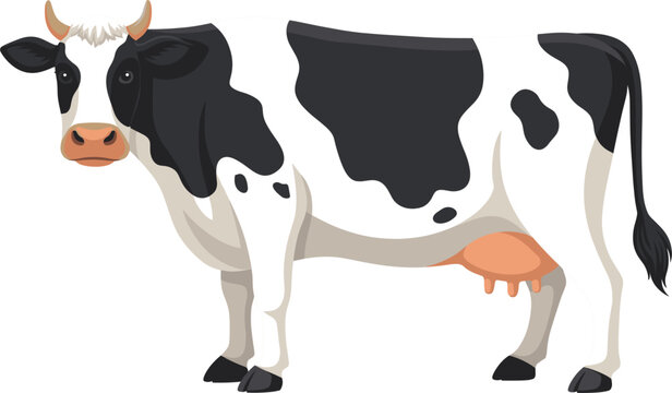 Dairy cow vector illustration showing a realistic black and white spotted holstein cattle isolated on white background