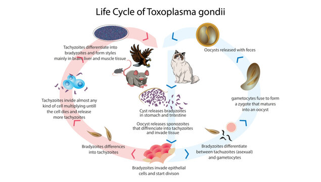 Life Cycle of Toxoplasma gondii, the life cycle of Toxoplasma gondii, highlighting feline and intermediate hosts, oocyst formation, tachyzoites, bradyzoites, and parasite transmission.